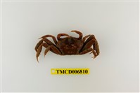 藏品(長足長方蟹)的圖片